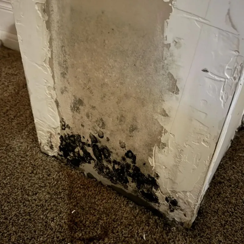 Professional Mold Removal in West Sacramento, CA